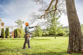 Trusted San Leon, TX Tree Removal Experts