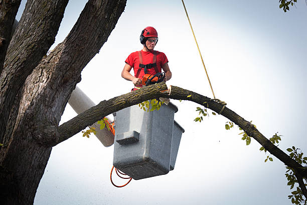 How Our Tree Care Process Works  in  San Leon, TX